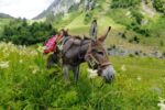 Randonner avec des ânes avec Cathy à Morzine au Lac des Mines d’Or