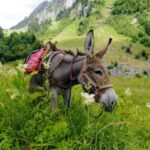 Randonner avec des ânes avec Cathy à Morzine au Lac des Mines d’Or
