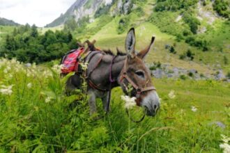 Randonner avec des ânes avec Cathy à Morzine au Lac des Mines d’Or
